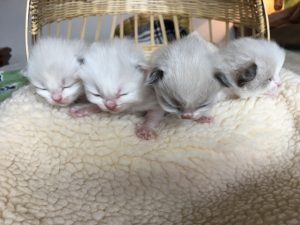 Gatos Ragdoll Colombia