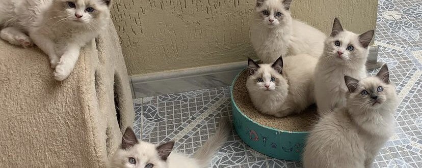 ragdoll cats colombia
