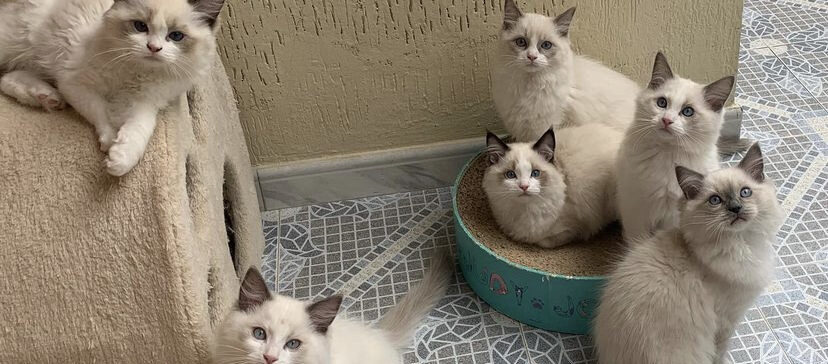 ragdoll cats colombia